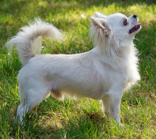 ELiTH - Quality breeding of Smooth- and Longcoated Chihuahuas. Also ...